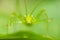 Green katydid close portrait