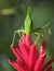Green katydid grasshopper ,pico bonito,hondura