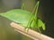 Green katydid grasshopper ,pico bonito,hondura