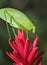 Green katydid grasshopper purple flower,honduras