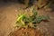 Green katydid molting its skin. Camouflaged insect on the leaves