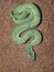 Green Keelback Snake close-up shot, Rhabdophis plumbicolor, Satara
