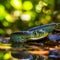 Green Keelback snake on jungle forest