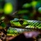 Green Keelback snake on jungle forest