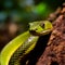 Green Keelback snake on jungle forest