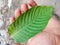 green ketum leaf focus on the palm