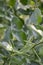 Green kiffir lime leaves in garden