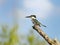 Green Kingfisher