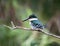 Green Kingfisher