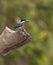 Green Kingfisher on a log