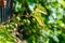 Green kiwi fruit on Actinidia Issai tree