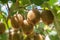 Green kiwis ripen on a tree.