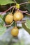 Green kiwis ripen on a tree. Kiwis on a branch.