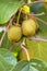 Green kiwis ripen on a tree. Kiwis on a branch.