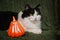 On a green knitted blanket lies a fluffy black-white cat. Kitten with a pumpkin