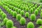 Green kochia field in summer