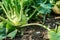 Green kohlrabi growing in vegetable garden