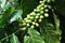 Green Kona Coffee Berries Grow on a Tree in Hawaii. When ripened, the beans will be roasted for the best coffee in the world.