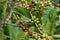 Green Kona Coffee Berries Grow on a Tree in Hawaii. When ripened, the beans will be roasted for the best coffee in the world.