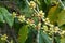 Green Kona Coffee Berries Grow on a Tree in Hawaii. When ripened, the beans will be roasted for the best coffee in the world.