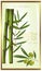 Green label of bamboo and olive