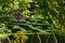 A green labyrinth of bushes in the park of the city`s botanical