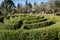 Green Labyrinth Hedge Maze & x28;Labirinto Verde& x29; at Main Square - Nova Petropolis, Rio Grande do Sul, Brazil