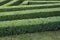 Green labyrinth of trimmed boxwood bushes