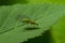 Green Lacewing, Chrysopa perla, hunting for aphids. It is an insect in the Chrysopidae family. The larvae are active