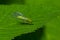 Green Lacewing, Chrysopa perla, hunting for aphids. It is an insect in the Chrysopidae family. The larvae are active