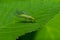 Green Lacewing, Chrysopa perla, hunting for aphids. It is an insect in the Chrysopidae family. The larvae are active