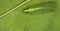 Green Lacewing, Chrysoperla carnea