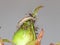 Green Lacewing Chrysopidae Larva