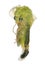 Green Lacewing. Pupa