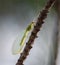 Green lacewing on thin pine tree branch