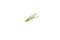 Green lacewings bug