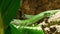 Green Lactide Lizards Gastropholis Prasina Couple