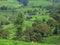 The Green Ladscape of Ciwidey Tea Plantation Hill