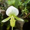 Green lady slipper orchid