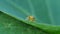 Green ladybug on leaves in tropical rain forest.