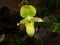 green ladyslipper orchid flower