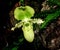 green ladyslipper orchid flower