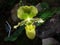 green ladyslipper orchid flower