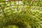 Green lagenaria siceraria fruit in vegetable garden