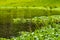 Green lake and marsh plants in the park in San Jose Costa Rica