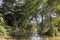 Green lake in the middle of Bolivian rainforest, Madidi national park in the Amazon river basin in Bolivia