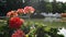 Green lake and Red/Orange Roses, location Castle Satzvey