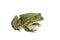 Green lake spotted frog