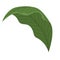 green lanceolate leaf