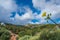 Green landscape of Askos region in Zante